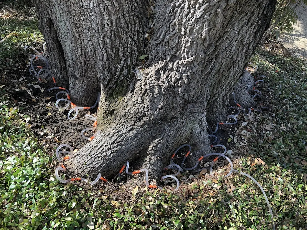 Detailed Tree Cabling and Bracing job site in Fort Johnson