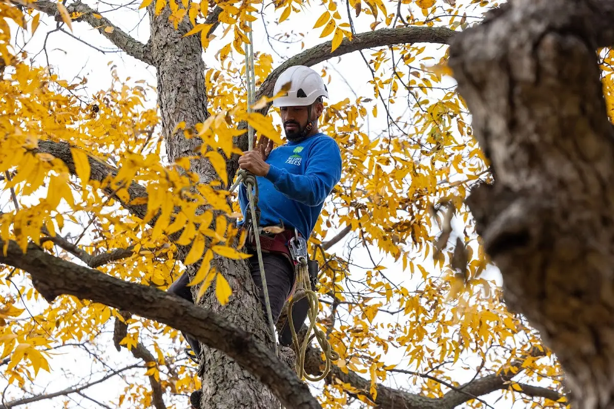 Skilled Tree Transplanting crew working in Fort Johnson